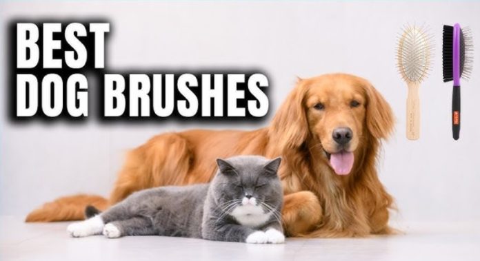 Best Dog Brush