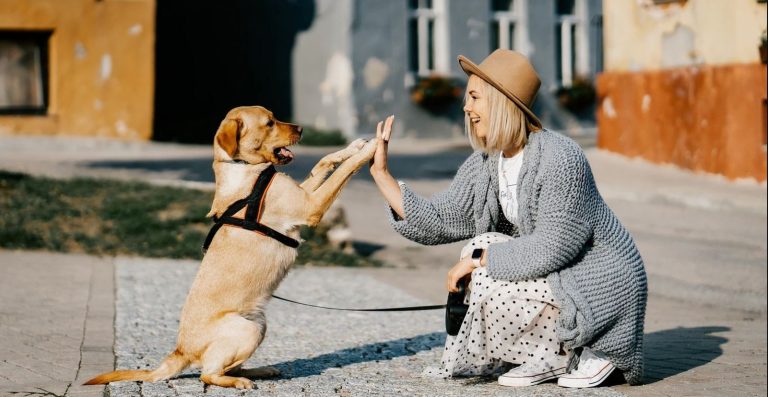 10 Basic Dog Care Tips for Beginners in 2025