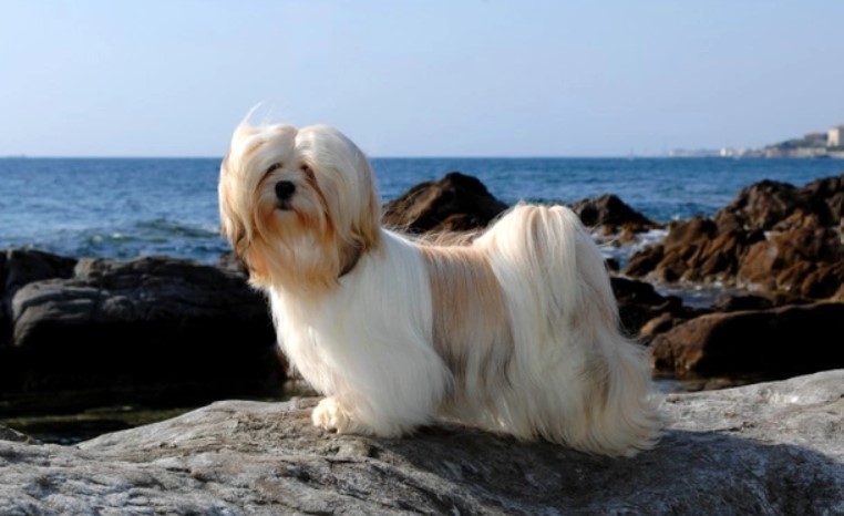 Best Brush for Lhasa Apso