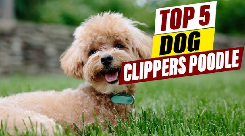 Best Clippers for Poodles
