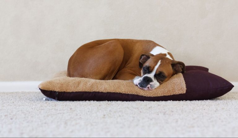 The 5 Best Dog Beds for Boxers in 2026- Top Picks!