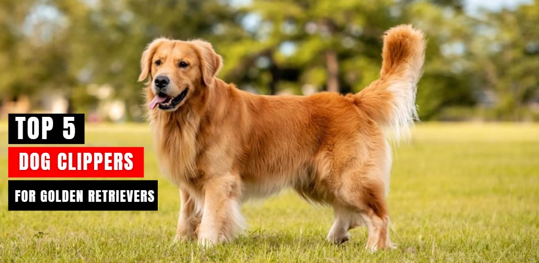 Best Dog Clippers for Golden Retrievers