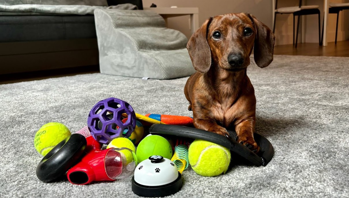 Best Chew Toys For Dachshunds