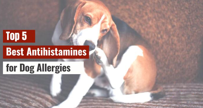 Best Antihistamines for Dog Allergies