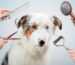 Best Brush for Australian Shepherd