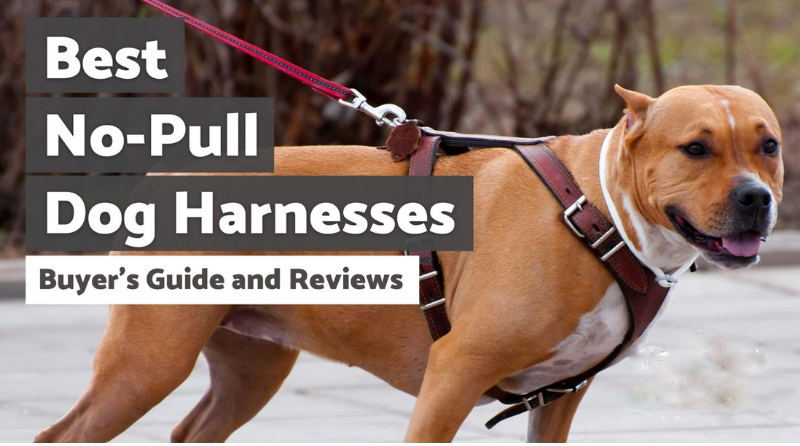 Best No Pull Dog Harnesses