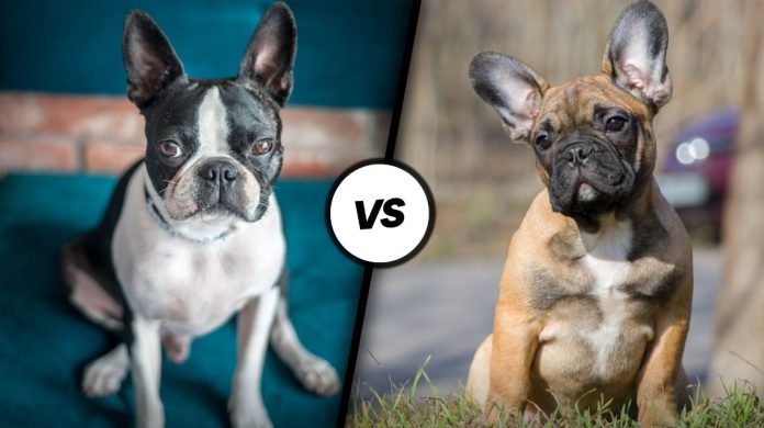 Boston Terrier vs. French Bulldog
