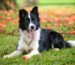 Border Collie Dog Breed