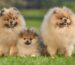 Pomeranian Dog Breed