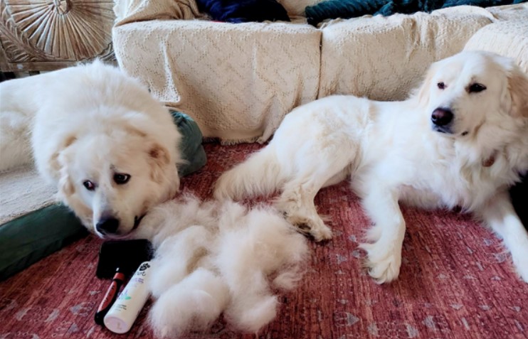 Best Brush For Great Pyrenees