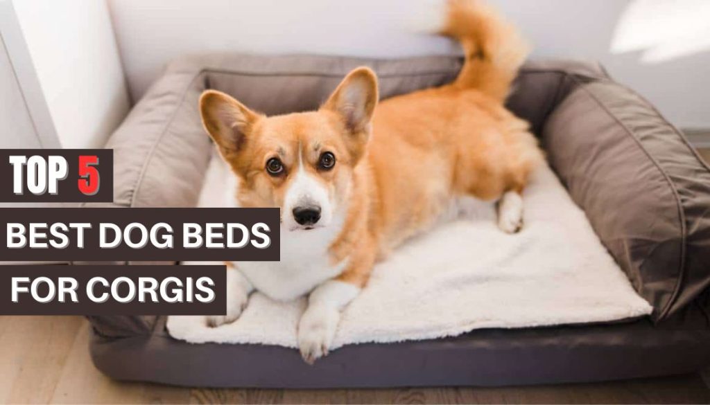 Best Dog Beds for Corgis