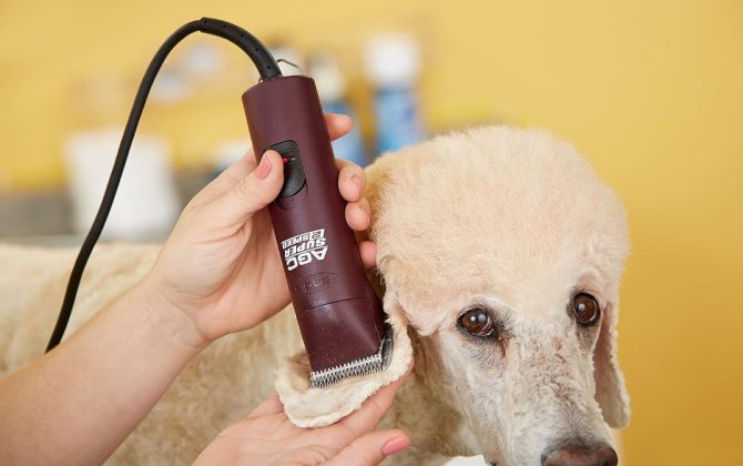 Best Dog Clippers for Thick Coats (Updated 2026) - Top Picks!