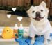 Best Dog Shampoo For Itching Skin