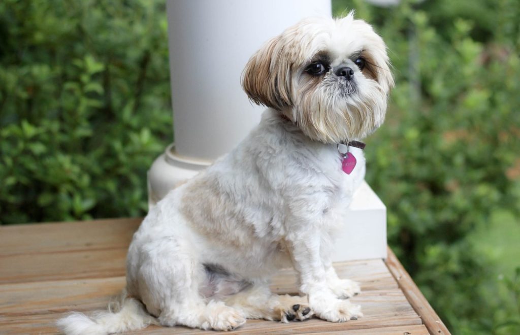 Best Shampoos For Shih Tzu