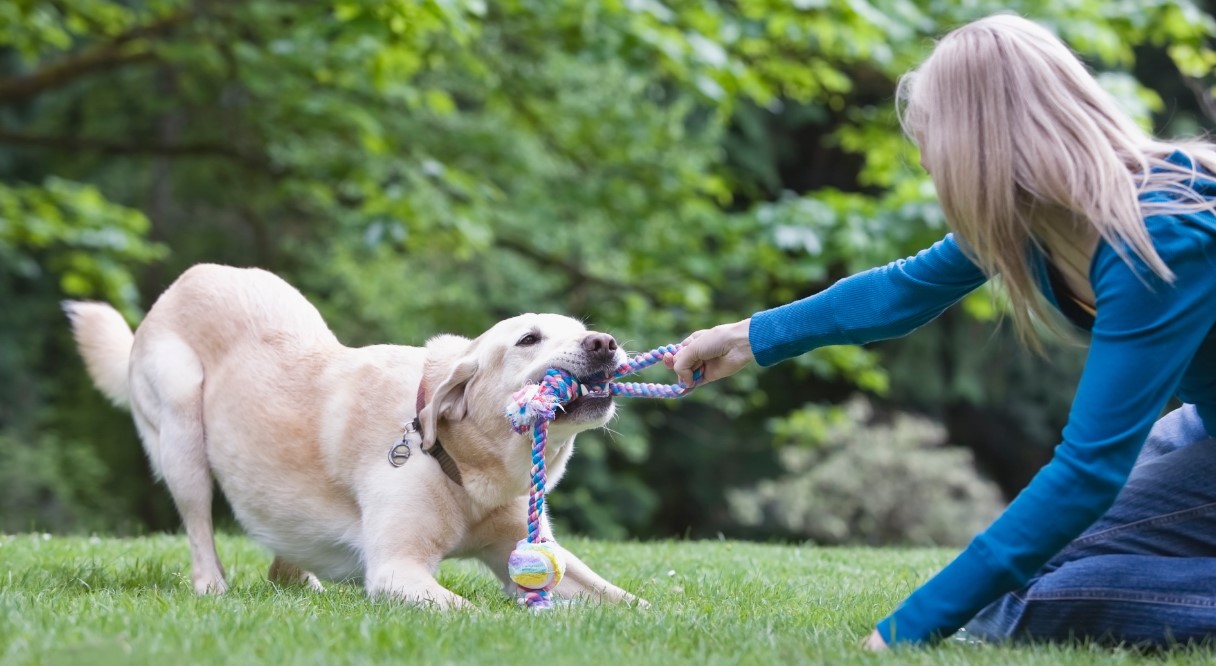 How to Play Tug of War With Your Dog