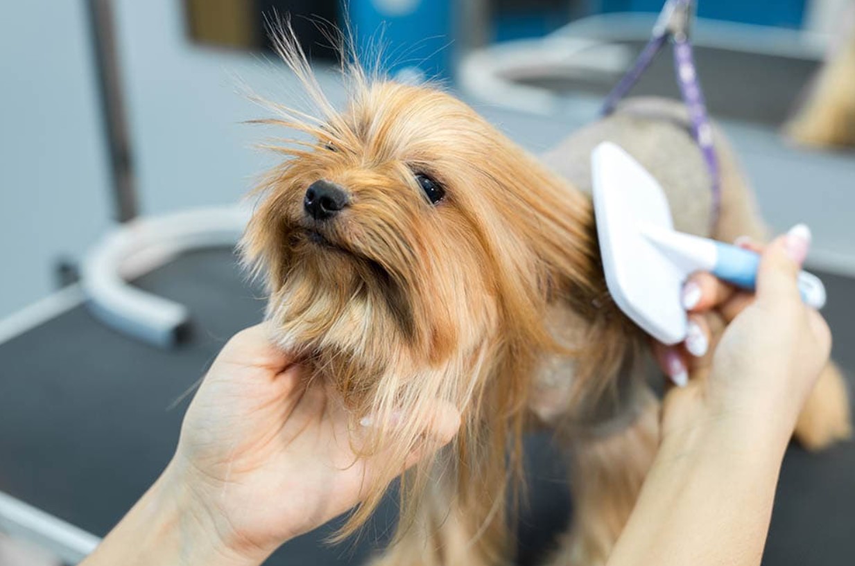 Best Brushes For Yorkies