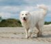 Best Dog Clippers for Great Pyrenees