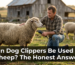 Can Dog Clippers Be Used on Sheep