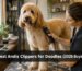Professional groomer using Andis clipper on Goldendoodle during home grooming