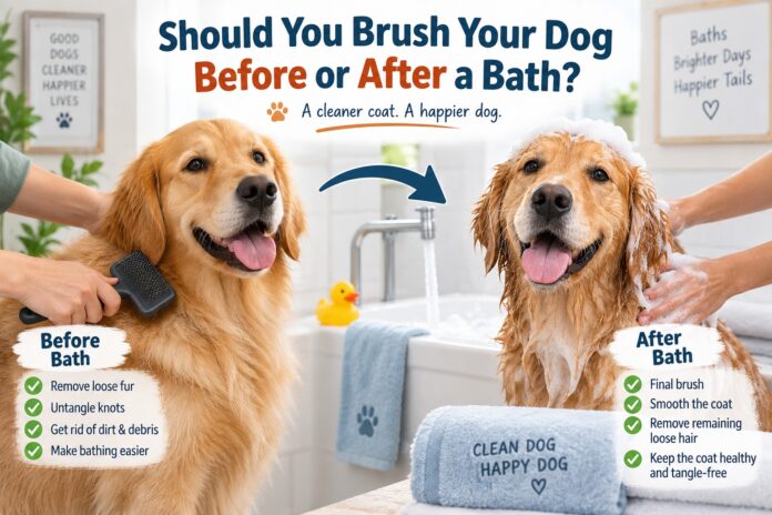 Golden Retriever being brushed before a bath and washed afterward, showing the recommended dog grooming routine before and after bathing.