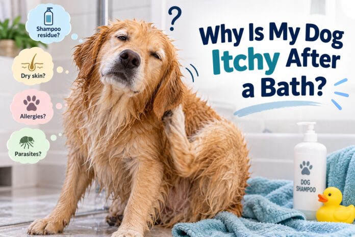Wet golden retriever scratching itchy skin after a bath, with dog shampoo and common causes such as dry skin, allergies, shampoo residue, and parasites.